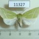 11327p-Noctuidae-Pseudoips-prasinana-f-Primorye-8