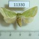 11330p-Noctuidae-Pseudoips-prasinana-Primorye-6