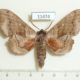 11474p-Sphingidae-Laothoe-populi-Moskow-reg.-5
