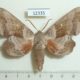12335p-Sphingidae-Laothoe-populi-Moscow-reg.-3