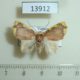 13912p-Noctuidae-Chandica-quadripennis-Vietnam-5