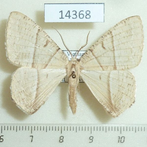 Geometridae Neohipparchus sp. Vietnam