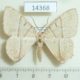 14368p-Geometridae-Neohipparchus-sp.-Vietnam-4