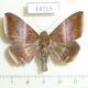 14715p-Noctuidae-Parallelia-calefacienis-Vietnam-5