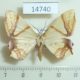 14740p-Geometridae-Trotocraspeda-divaricata-Vietnam-5