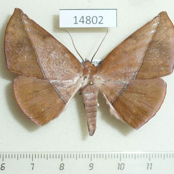 Geometridae Sarcinodes derufata Vietnam