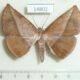 14802p Geometridae Sarcinodes derufata Vietnam $6