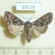 19228p-Noctuidae-Lacanobia-thalassina-f-Western-Sayan-4