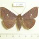 21158p-Noctuidae-Platyja-umminia-f-Vietnam-6