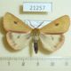 21257p-Arctiidae-Diacrisia-sannio-Western-Sayan-3
