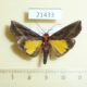 21433p-Pyralidae-Toccolosida-rubriceps-Vietnam-5