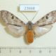 23668p-Arctiidae-Halysidota-ata-f-Dominicana-7