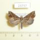 23737p-Noctuidae-Plusiodonta-thomae-f-Dominicana-6