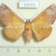 23919p-Noctuidae-Bemtha-extensa-Vietnam-6