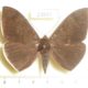 23997p-Noctuidae-Lygniodes-ciliata-Vietnam-9