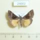 24002p-Noctuidae-Hypena-trigonalis-Vietnam-4