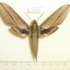 24131p-Sphingidae-Cechenena-lineosa-Vietnam-5