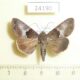 24190p Euteliidae sp. Vietnam $4