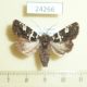 24266p-Noctuidae-Karana-gemmifera-Vietnam-6