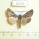 24276p-Noctuidae-Ctenoplusia-albostriata-Vietnam-6