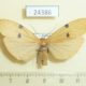 24386p-Arctiidae-Lithosia-quadra-f-Primorye-5