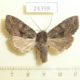 24398p-Noctuidae-Mniotype-satura-Amur-reg.-5