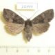 24399p-Noctuidae-Mniotype-satura-f-Amur-reg.-6
