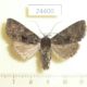 24400p-Noctuidae-Mniotype-satura-Amur-reg.-5
