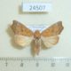 24507p-Noctuidae-Anomis-flavafimbriago-f-Dominicana-6