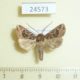 24573p-Noctuidae-Mamestra-soligena-Dominicana-5
