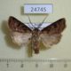 24745p-Noctuidae-Agrotis-clavis-Transbaikal-reg.-10