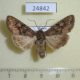 24842p-Noctuidae-Mamestra-brassicae-Primorye-5