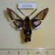 26356p-Sphingidae-Hemaris-affinis-Primorye-7