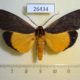 26434p-Arctiidae-Churinga-rufifrons-Vietnam-10