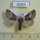 30353p-Noctuidae-Colocasia-coryli-Krasnoyarsk-reg.-4