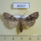 30357p-Noctuidae-Lithophane-socia-Krasnoyarsk-reg.-6