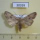 30359p-Noctuidae-Lithophane-socia-Krasnoyarsk-reg.-6