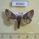 30360p-Noctuidae-Colocasia-coryli-Krasnoyarsk-reg.-4