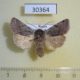 30364p-Noctuidae-Cerastis-rubricosa-Krasnoyarsk-reg.-3