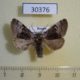 30376p-Noctuidae-Colocasia-coryli-Krasnoyarsk-reg.-4