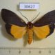 30627p-Arctiidae-Churinga-rufifrons-Vietnam-10