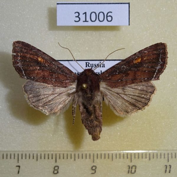 Noctuidae Lacanobia oleracea f Krasnoyarsk reg.
