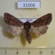 31006p-Noctuidae-Lacanobia-oleracea-f-Krasnoyarsk-reg.-4