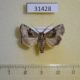 31428p-Noctuidae-sp.-Dominicana-5