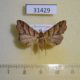 31429p-Noctuidae-sp.-f-Dominicana-7