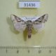 31436p-Noctuidae-sp.-Dominicana-5