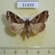 31439p-Noctuidae-Callopistria-floridensis-Dominicana-6