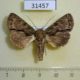 31457p-Noctuidae-Speocropia-scriptura-f-Dominicana-6