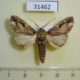 31462p-Notodontidae-Oligocentria-sp-Dominicana-5