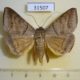 31507p-Noctuidae-Mocis-marcida-Dominicana-7